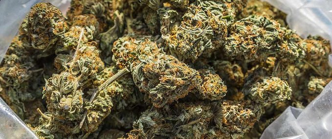 Uncategorized Weed Deck Pack Skater XL mod