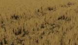 Hohe Weizenstoppeln mit Verdichtung Mod Thumbnail