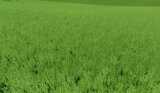 Grasstruktur mit Alfalfa Mod Thumbnail