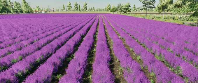 Prefab Lavendel in Reihen (Prefab) Landwirtschafts Simulator mod