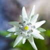 Edelweiss_OB avatar