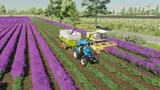 Lavendel in Reihen (Prefab) Mod Thumbnail