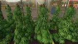 Hemp Production System Mod Thumbnail