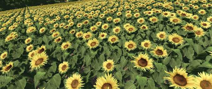 Textures Sunflower Texture Farming Simulator mod