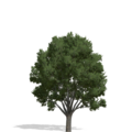 3632851