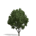 3632852