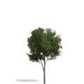 3632854