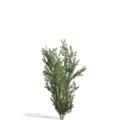 3632862