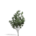 3632866