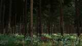 Thick Forest Mod Thumbnail
