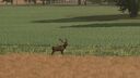 More Wild Animals