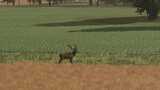 More Wild Animals Mod Thumbnail