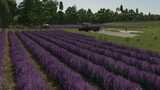Lavender in Rows (Prefab) Mod Thumbnail