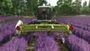 Ponzo Lavender Header