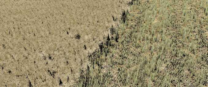 Textures Canola Texture Farming Simulator mod