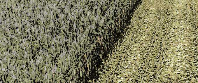 Textures Maize Texture - Row Crop Ready Farming Simulator mod