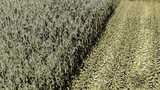 Maize Texture - Row Crop Ready Mod Thumbnail