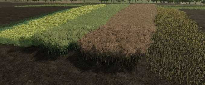 Texturen Realistischer Raps-Wachstumszyklus Landwirtschafts Simulator mod