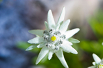Edelweiss_OB avatar