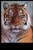tiger009 avatar