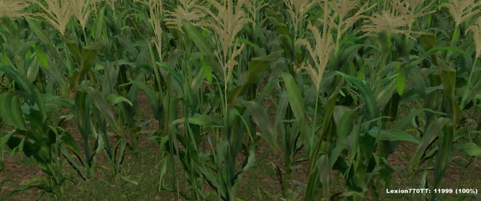 Texturen Mais und Maisstoppeln Landwirtschafts Simulator mod
