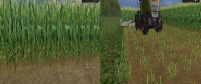 Texturen Reale Mais Textur Landwirtschafts Simulator mod