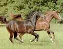 HorseMan avatar